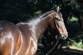 Portrait of bay Marwari mare posing in garden. sunny day. Gujarat, India