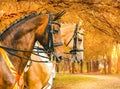 Portrait of bay and pearl gold champagne horses in dressage competition, autumn park with yellow leaves as a background. Royalty Free Stock Photo