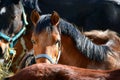 Portrait of a bay pony among other horses Royalty Free Stock Photo