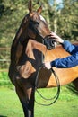 Portrait of bay purebred akhalteke mare Royalty Free Stock Photo