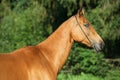 Portrait of bay purebred akhalteke mare Royalty Free Stock Photo