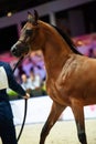 Portrait of bay purebred arabian horse posing at show Royalty Free Stock Photo
