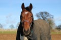 portrait of a bay race horse in the winter Royalty Free Stock Photo