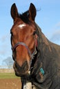 portrait of a bay race horse in the winter Royalty Free Stock Photo