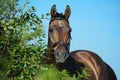 Portrait of a bay sport horse on sky background in green bush Royalty Free Stock Photo