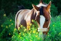 Portrait of bay sportive  horse posing in pasture with yellow flowers Royalty Free Stock Photo