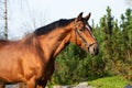 Portrait of  bay sportive warmblood horse posing in  stable garden Royalty Free Stock Photo