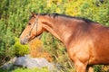 Portrait of  bay sportive warmblood horse posing in  stable garden Royalty Free Stock Photo