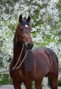 Portrait of a bay stallion Royalty Free Stock Photo