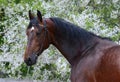 Portrait of a bay stallion Royalty Free Stock Photo