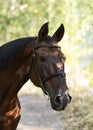 Portrait of a bay stallion a summer. Karachay horse breed