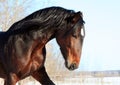 Portrait of bay stallion Royalty Free Stock Photo