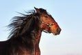 Portrait of bay stallion Royalty Free Stock Photo