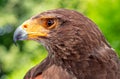 Portrait of a bay-winged hawk with a green bokeh background Royalty Free Stock Photo