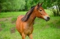 The portrait of the bay young horse is in rural