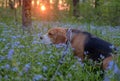 Portrait of a Beagle in blue colors at sunset