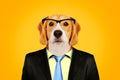 Portrait of a Beagle in a business suit and glasses