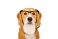 Portrait of a Beagle dog in glasses