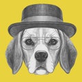 Portrait of Beagle Dog with hat and glasses.