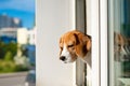 Portrait of beagle dog