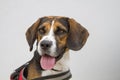 Portrait of a beagle Royalty Free Stock Photo