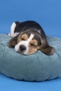 Portrait of a beagle dog pup lying on a blue cushion sleeping against blue background Royalty Free Stock Photo