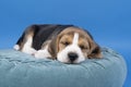 Portrait of a beagle dog pup lying on a blue cushion sleeping isolated against blue background Royalty Free Stock Photo