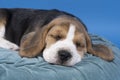 Portrait of a beagle dog pup lying on a blue cushion sleeping isolated against blue background Royalty Free Stock Photo