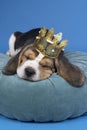 Portrait of a beagle dog pup lying on a blue cushion wearing a golden crown sleeping isolated against blue background Royalty Free Stock Photo