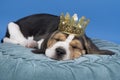 Portrait of a beagle dog pup lying on a blue cushion wearing a golden crown sleeping isolated against blue background Royalty Free Stock Photo