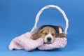 Portrait of a beagle dog pup lying in a white basket sleeping blue background Royalty Free Stock Photo