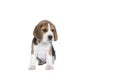 Portrait of a beagle dog pup sitting isolated against a white background Royalty Free Stock Photo