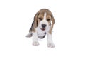 Portrait of a beagle dog pup sitting isolated against a white background Royalty Free Stock Photo