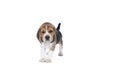 Portrait of a beagle dog pup standing isolated against a white background Royalty Free Stock Photo