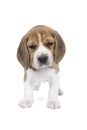 Portrait of a beagle dog pup standing isolated against a white background Royalty Free Stock Photo