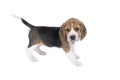 Portrait of a beagle dog pup standing isolated against a white background Royalty Free Stock Photo