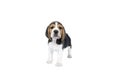 Portrait of a beagle dog pup standing isolated against a white background Royalty Free Stock Photo