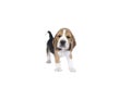 Portrait of a beagle dog pup standing isolated against a white background Royalty Free Stock Photo