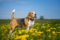 portrait of a Beagle dog during a walk in a spring meadow