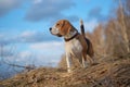 Portrait of Beagle dog in the forest