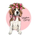 Portrait of beagle dog wearing tulip crown. Welcome spring. Hand drawn colored vector illustration. Engraved detailed Royalty Free Stock Photo