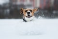 Portrait of a Beagle dog in winter. Snow is falling Royalty Free Stock Photo