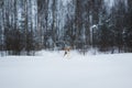 Portrait of a Beagle dog in winter. Snow is falling Royalty Free Stock Photo