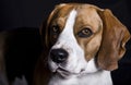 Portrait of a Beagle looking at the camera. Black background Royalty Free Stock Photo
