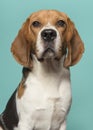 Portrait of a beagle looking at the camera on a blue background