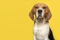 Portrait of a beagle looking at the camera on a yellow background