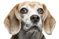 In a portrait, a beagle is posing with a curious expression, set against a backdrop that is simple in design Royalty Free Stock Photo