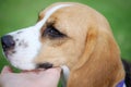 portrait Beagle puppy sitting on green grass,