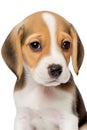 Portrait Beagle puppy on a transparent background