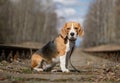 Portrait of a Beagle on the sleepers of the railway Royalty Free Stock Photo